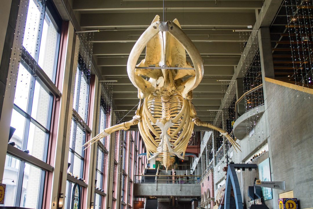 Whale Skeleton at the museum in Grand Rapids, Michigan