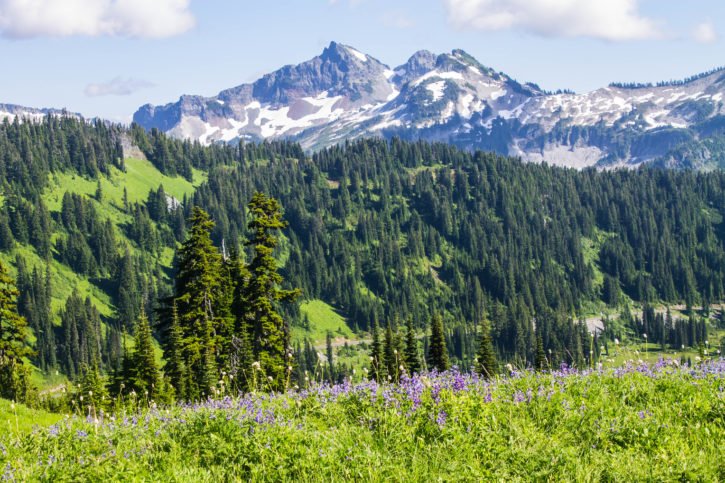5 Incredible Experiences to Have in Mt. Rainier National Park