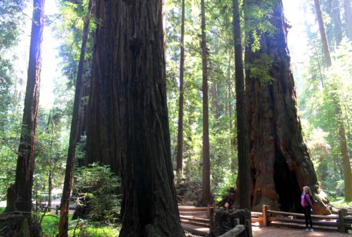 Bay Area, Redwoods, USA Travel