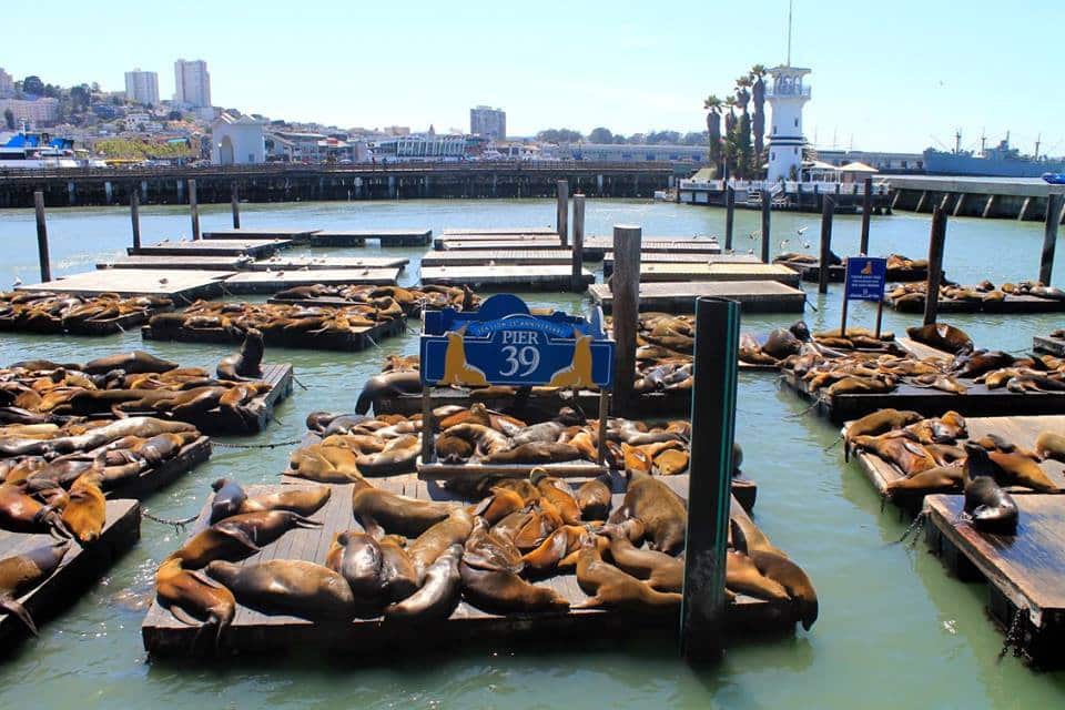 Sea lions at pier 39 - things to do in fisherman's wharf