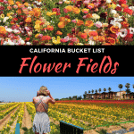 carlsbad flower fields in california