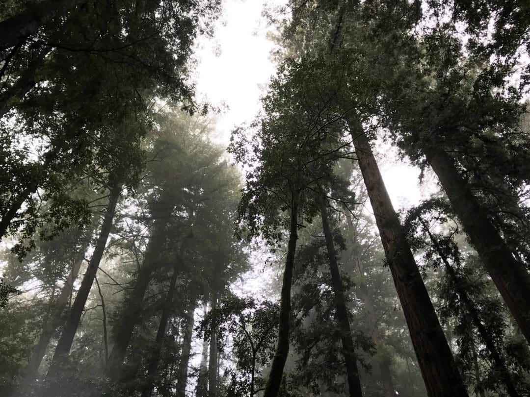 Portola redwoods state park - redwood hikes