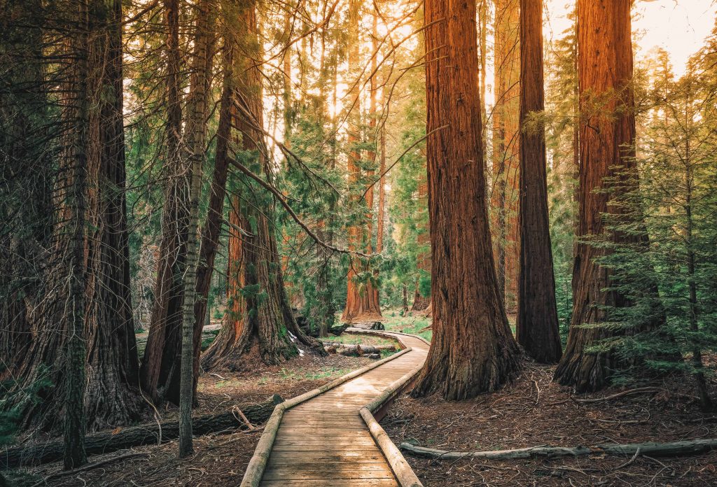 best getaways from san francisco - sequoia national park and kings canyon national park