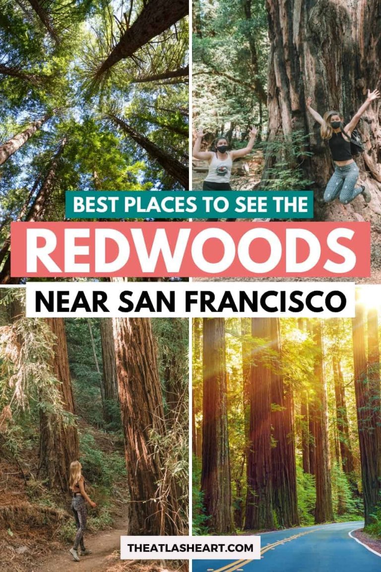 redwoods near san francisco