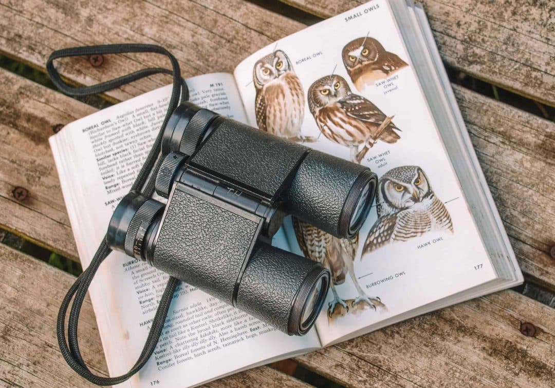 what to look for in compact binoculars