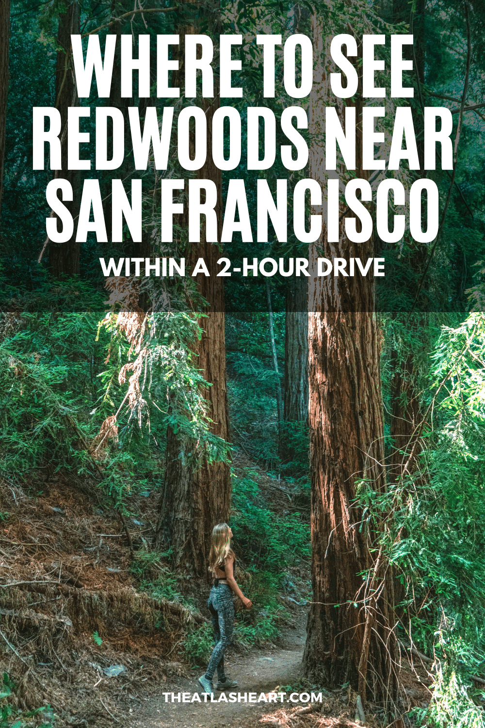 9 Places to See Redwoods Near San Francisco (Local\'s Guide)