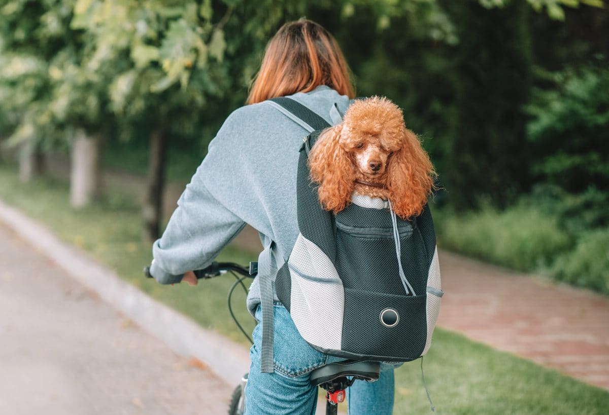 Our Pick for the Best Dog Backpack Carrier for Hiking