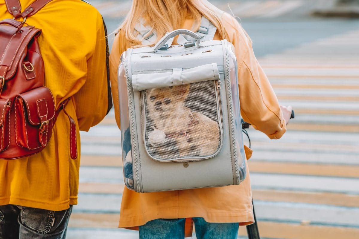 Types of Dog Backpack Carriers