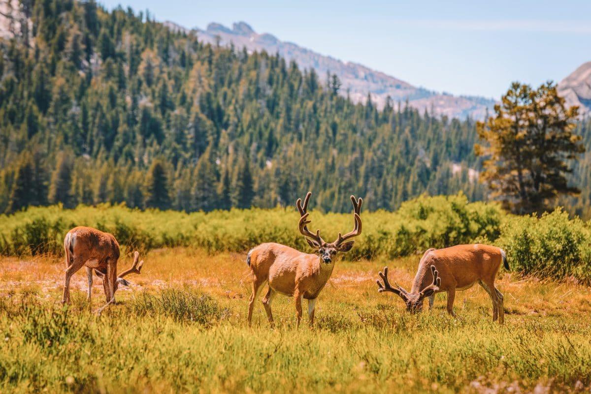 View the Wildlife in Yosemite