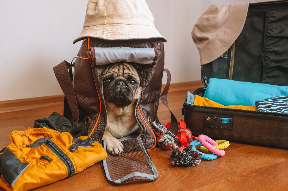 What to Look for in a Dog Backpack Carrier
