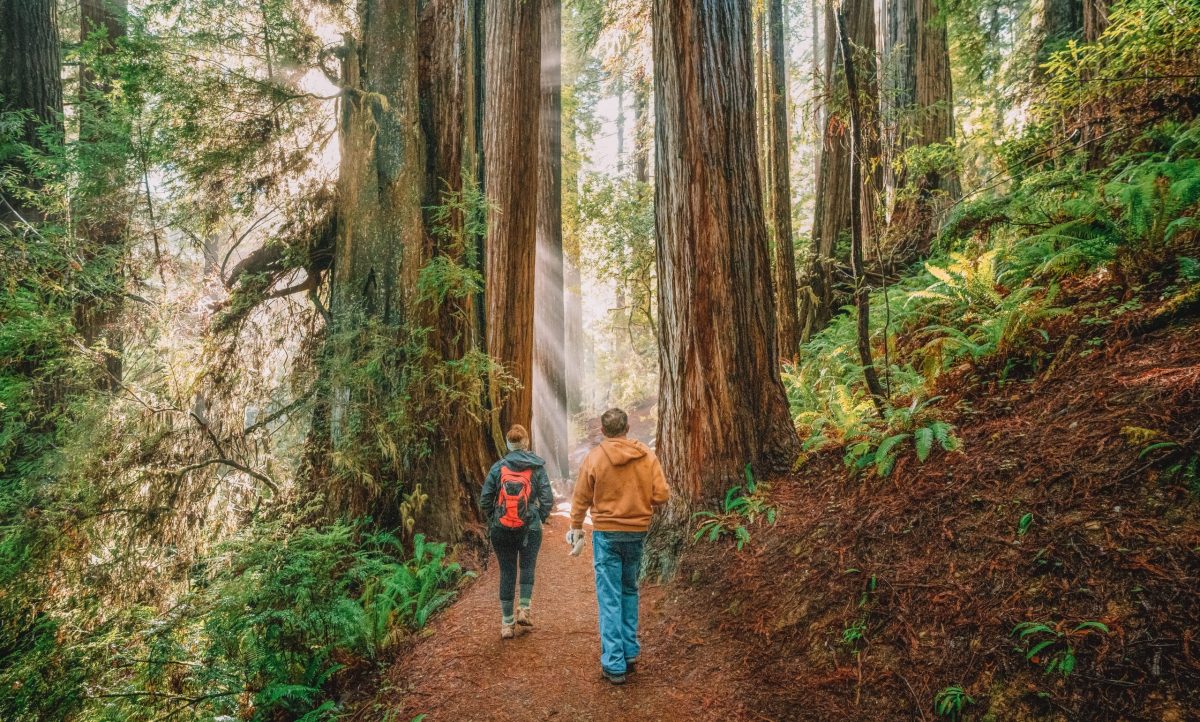 Giant Redwoods California Sequoia National Park Walking Hiking Stick Medallion 