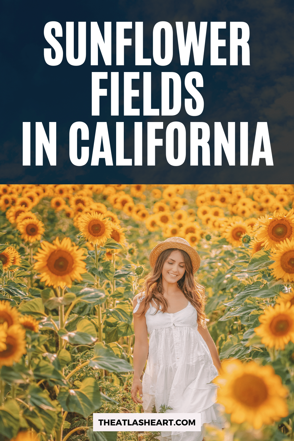 13 Picturesque Sunflower Fields in California to Visit in the Summer
