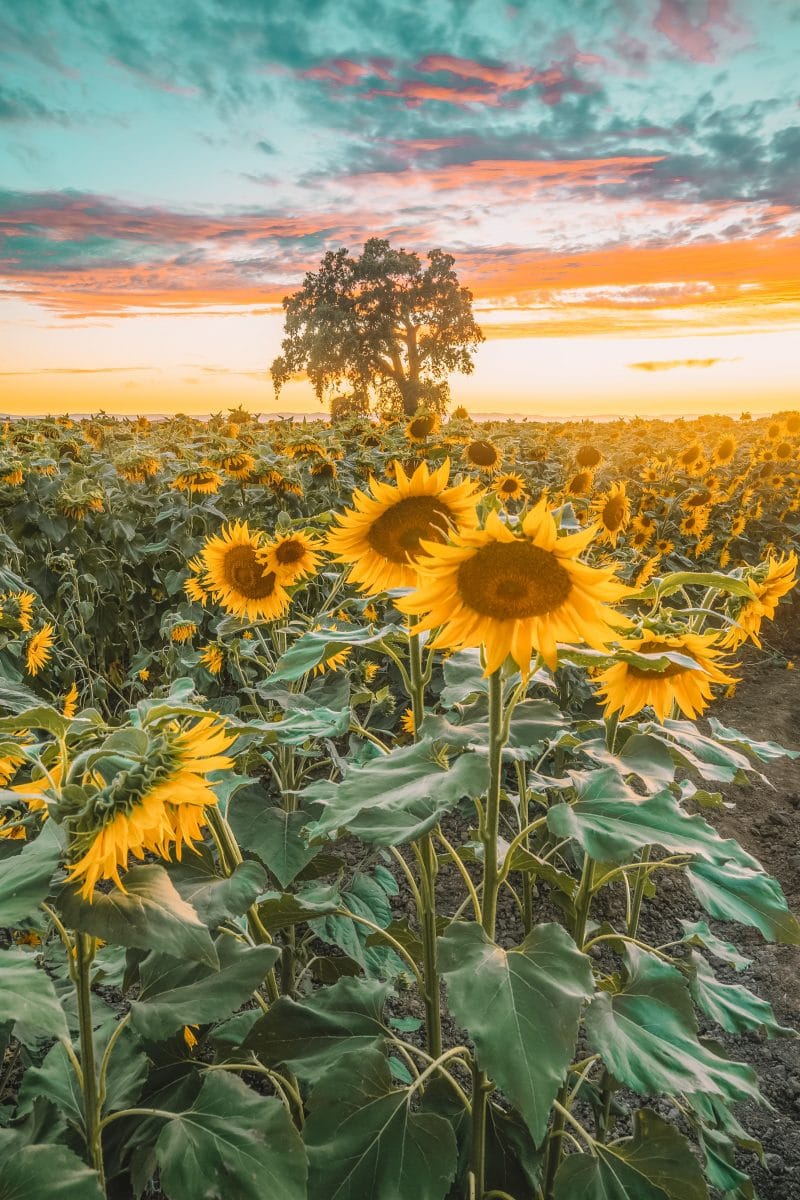 california sunflower field