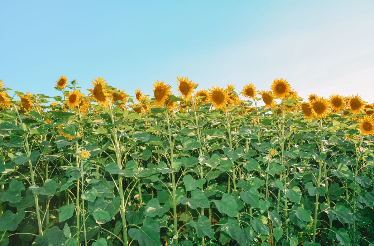 best time to visit sunflowers in California