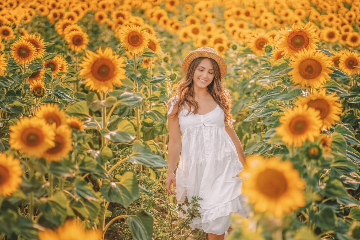 photography tips for sunflowers