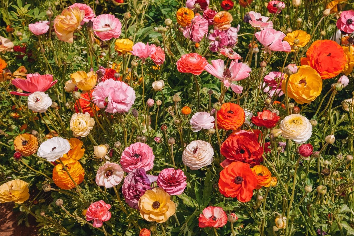 Carlsbad Flower Field