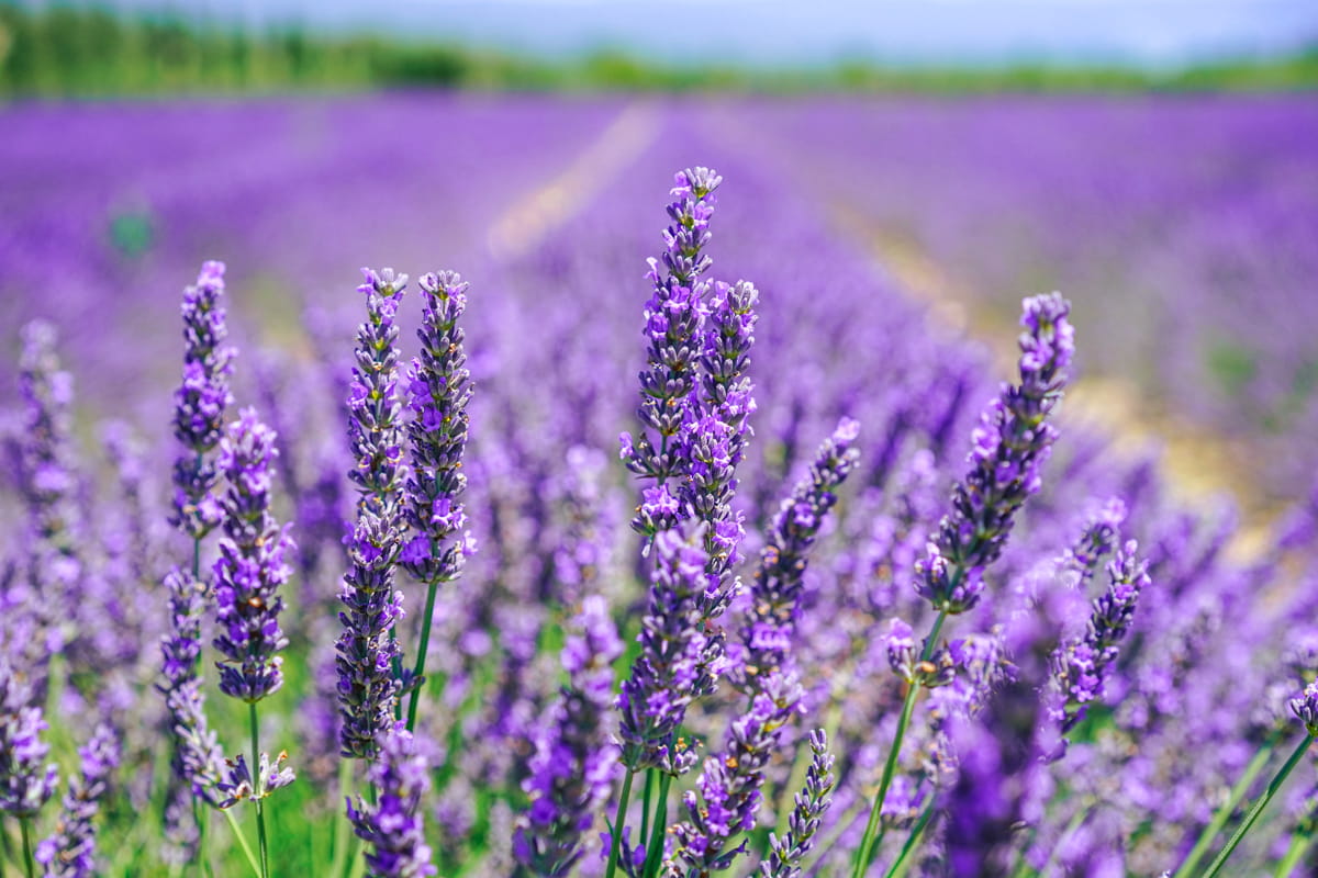 FAQs About California Lavender Farms