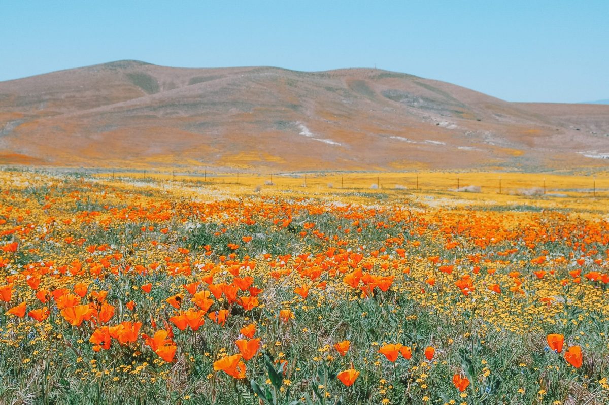 Flower Fields in California