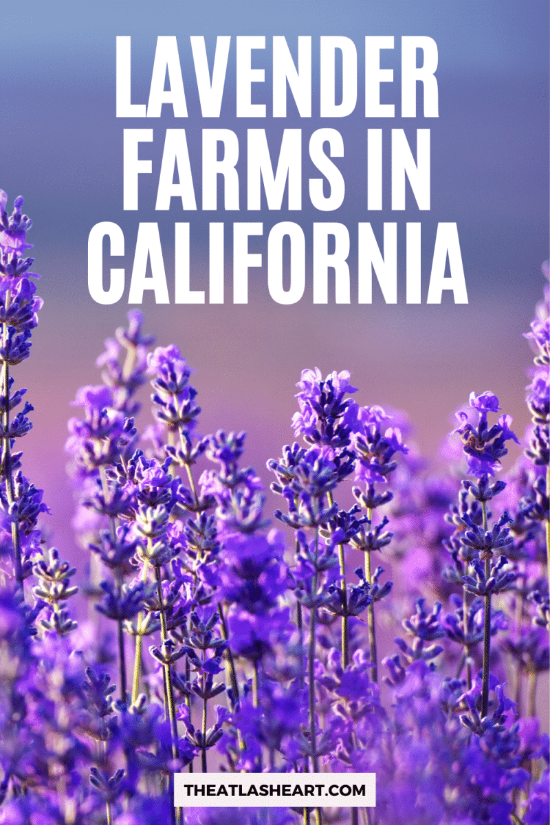 Lavender-Farms-in-California-Pin-1