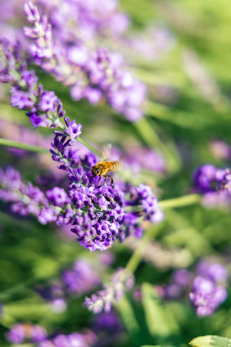 Most Beautiful Lavender Farms in California