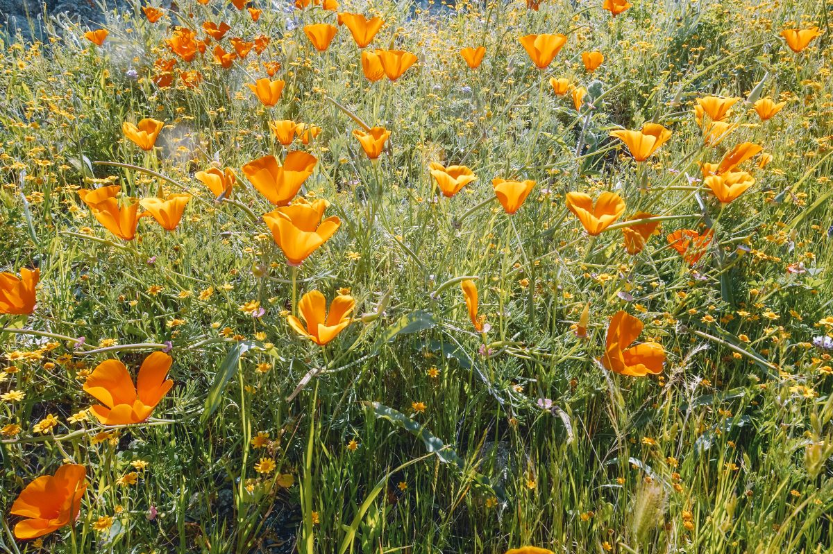 Tips for Visiting California Poppies