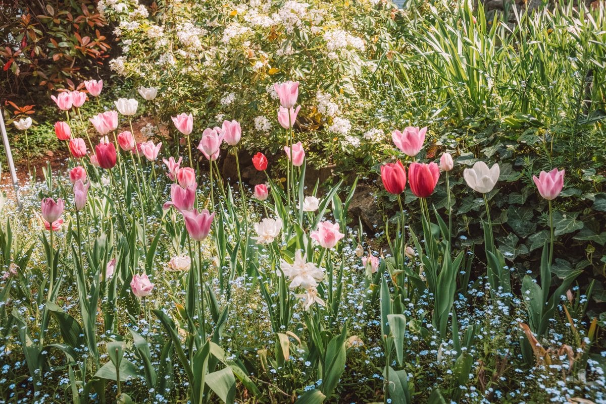 Tulip gardens at Crystal Hermitage