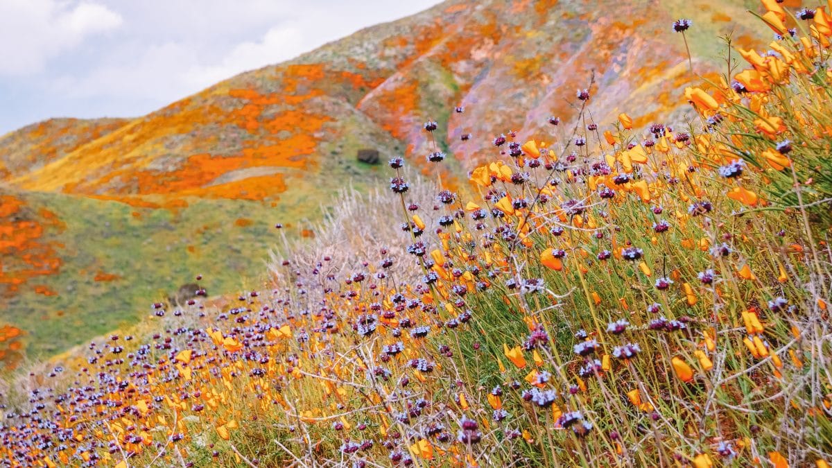 Walker Canyon Flower Fields