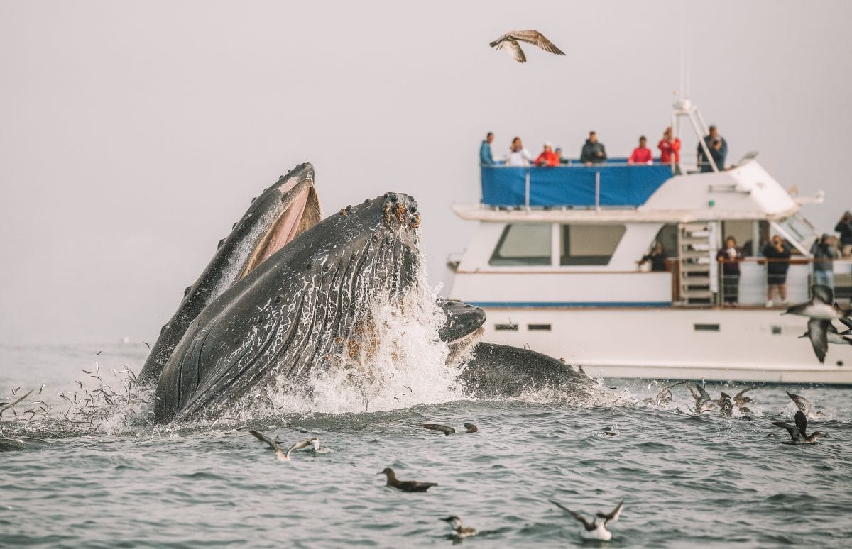 Whale watching in monterey bay
