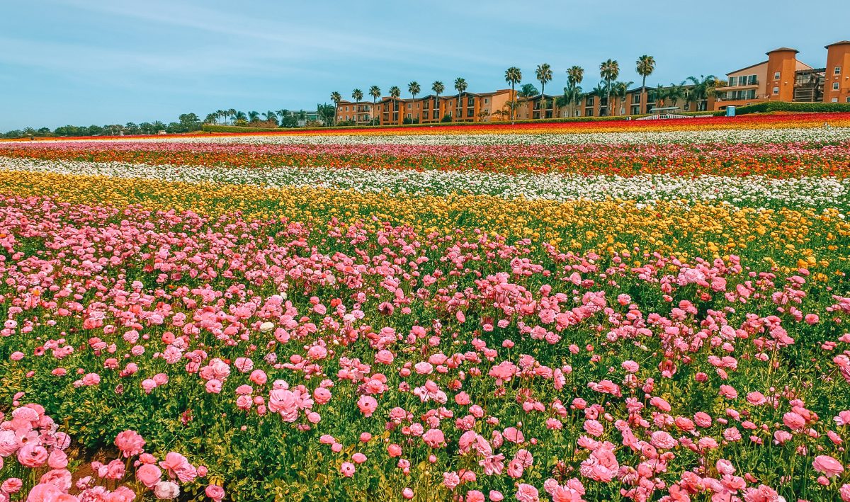 What to Pack When Visiting California Flower Fields