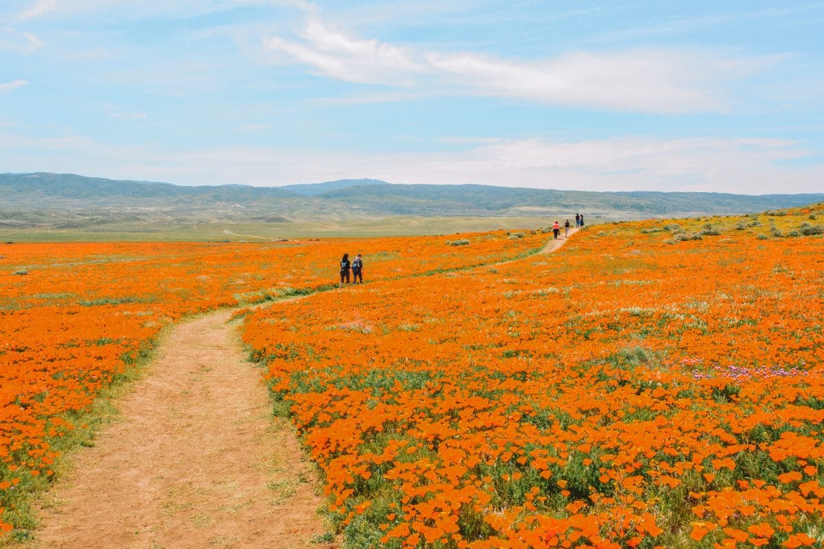 What to Pack When Visiting California Poppy Fields
