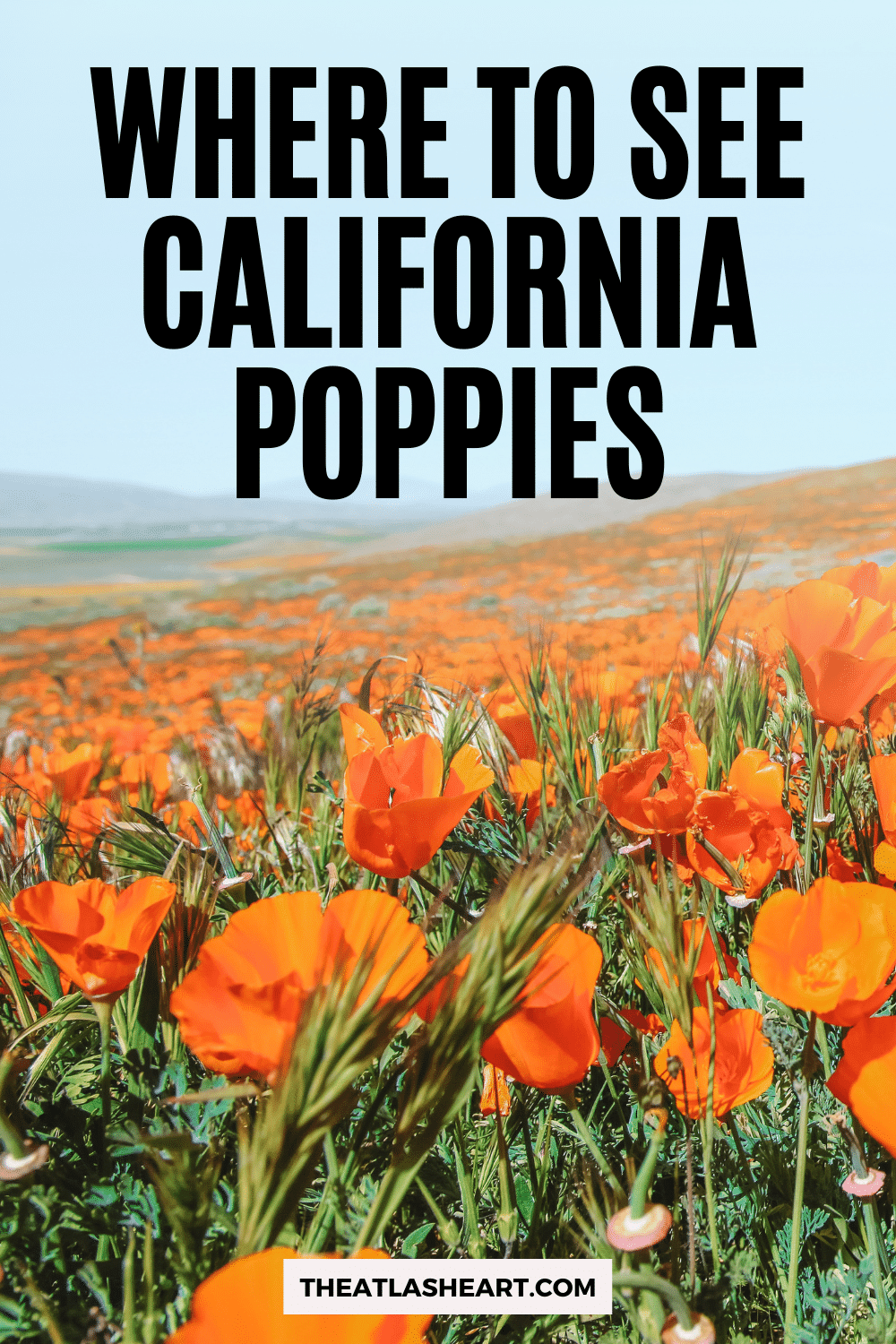 Where to See California Poppies in Full Bloom (2022 Guide)