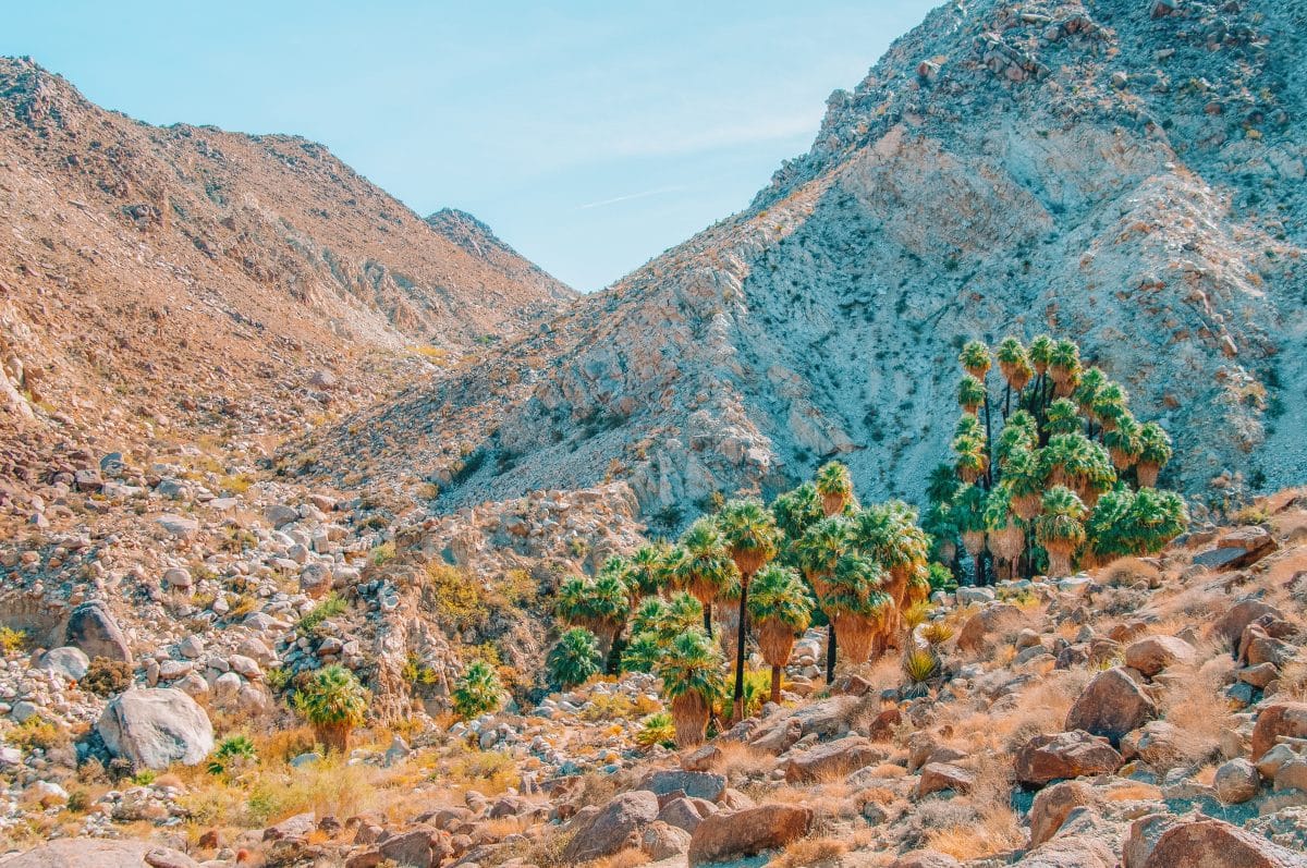 Fortynine Palms Oasis Trail