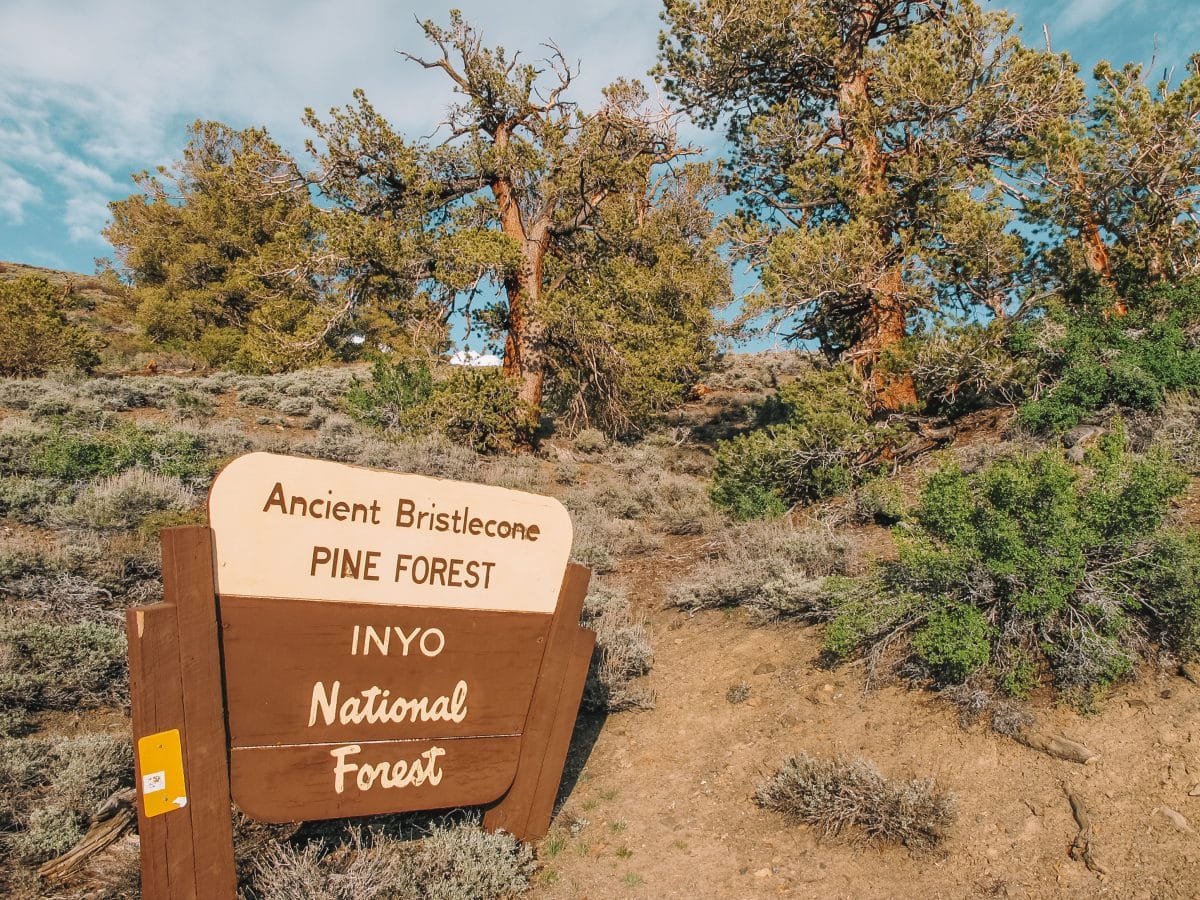 Spend Time with Earth’s Oldest Trees at the Ancient Bristlecone Pine Forest