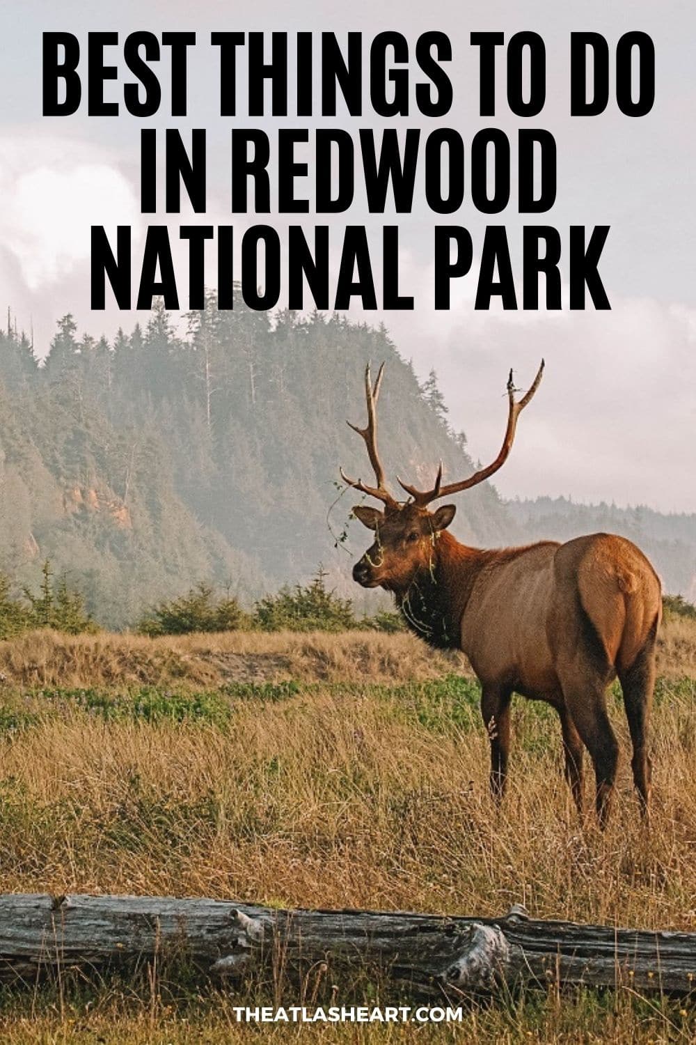 35 Top & Best Things to do in Redwood National Park, California [Ultimate Redwood Bucket List]