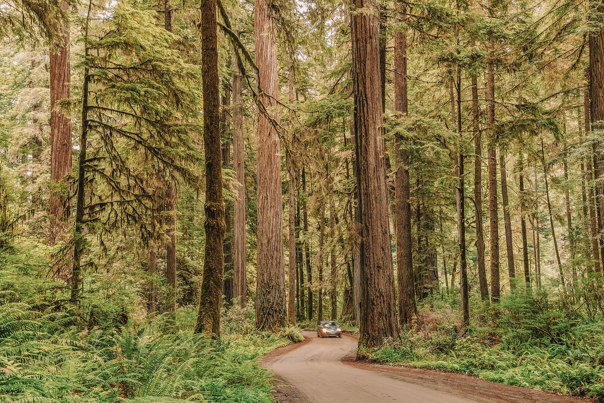 Scenic road with a car driving through Redwood Forest