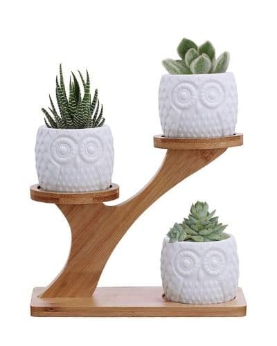 Succulents with Bamboo Stand