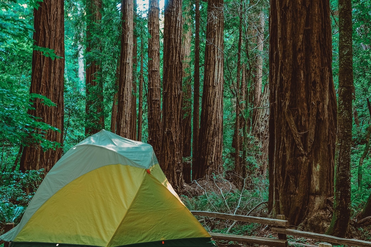 camping near redwood forest