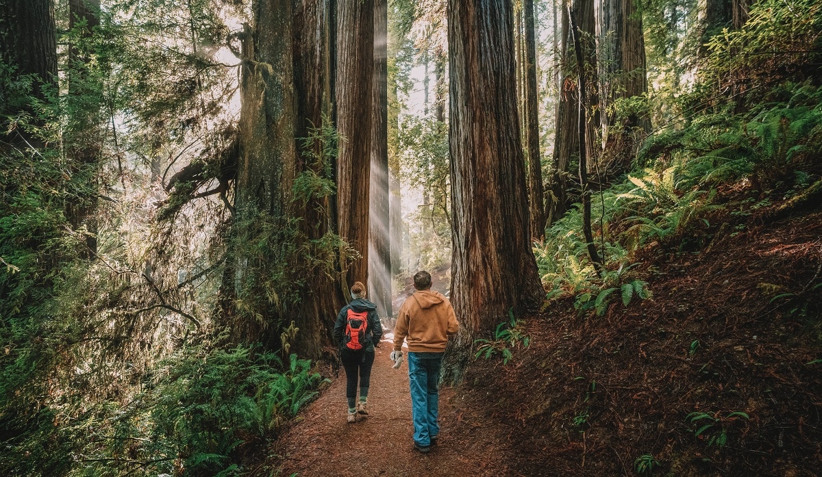 female and male hikers hiking in redwood national park