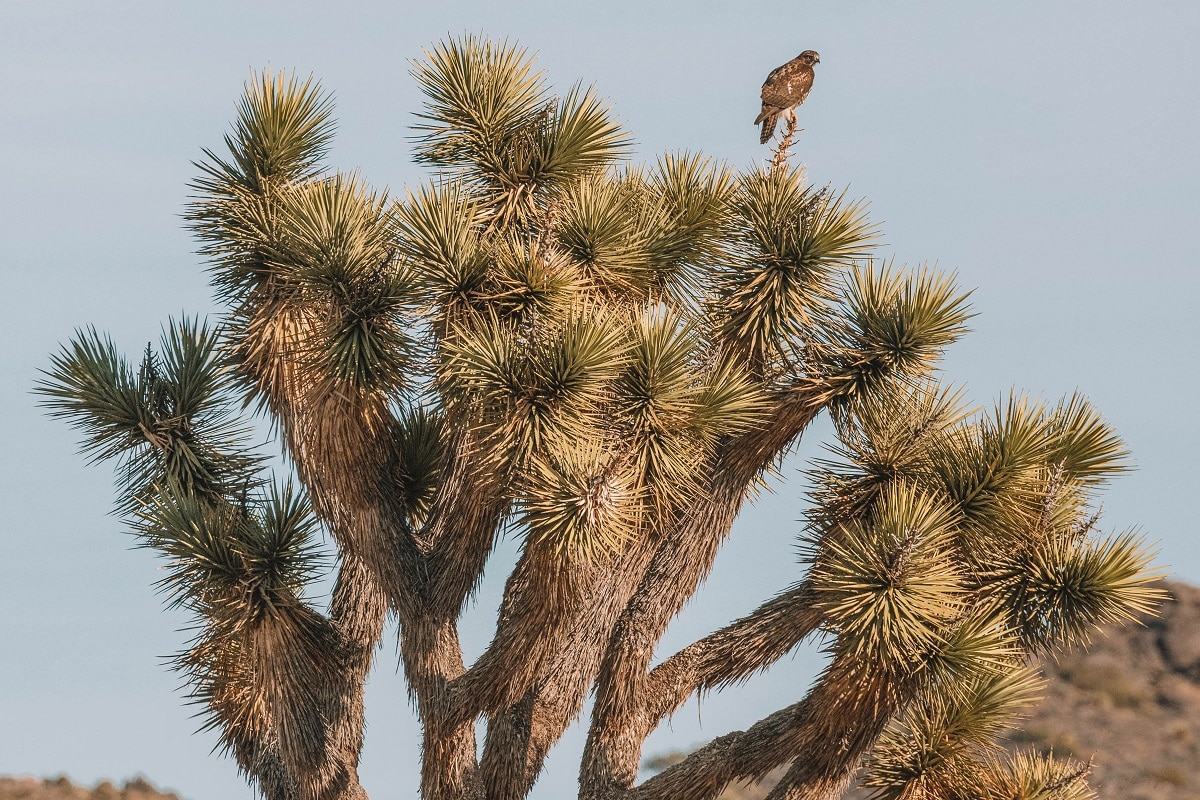 wild hawk perched Joshua tree