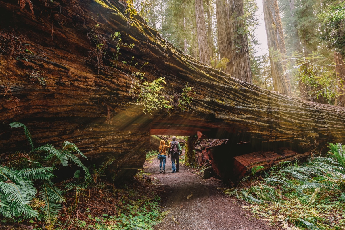 Alternative Options for Getting to Redwood National Park from San Francisco