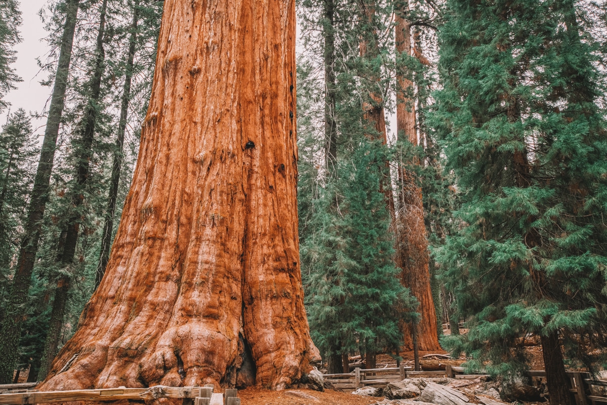 Camping Sequoia National Park FAQ