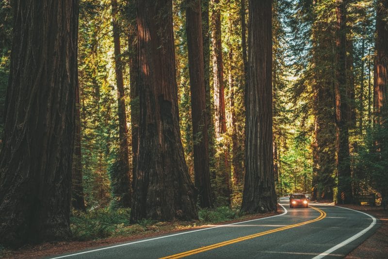 San Francisco to Redwood National Park [2022 Road Trip Guide]
