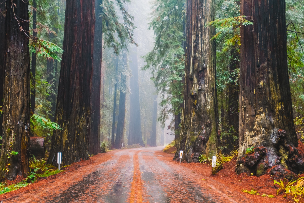 How to Get to Redwood National Park from San Francisco