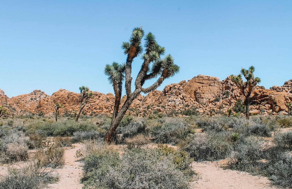 Best Time to Camp in Joshua Tree