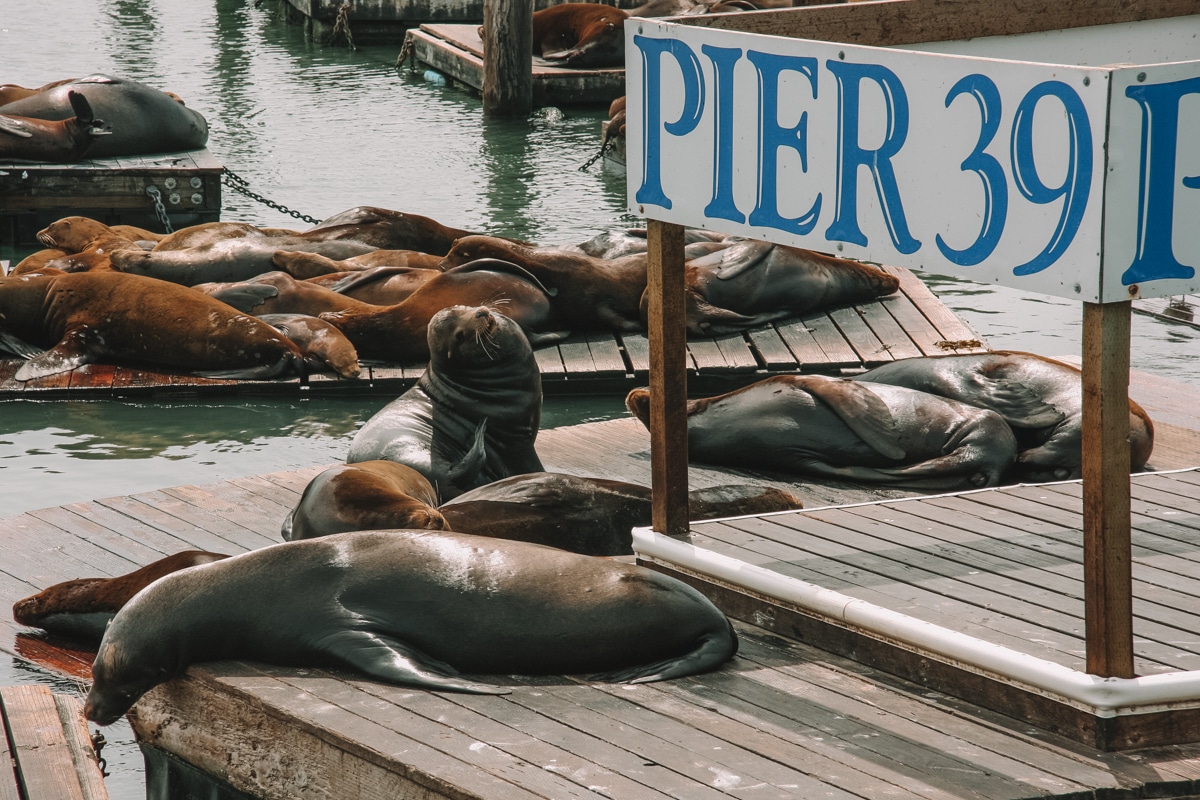 visit the pier 39 sea lions