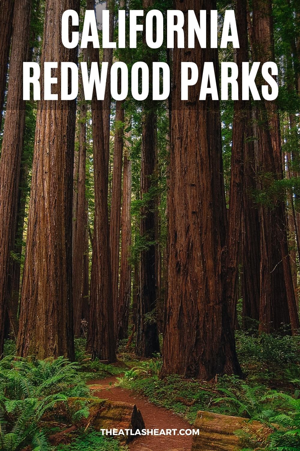 45 California Redwood Parks: Ultimate Guide to the Best Redwoods in California