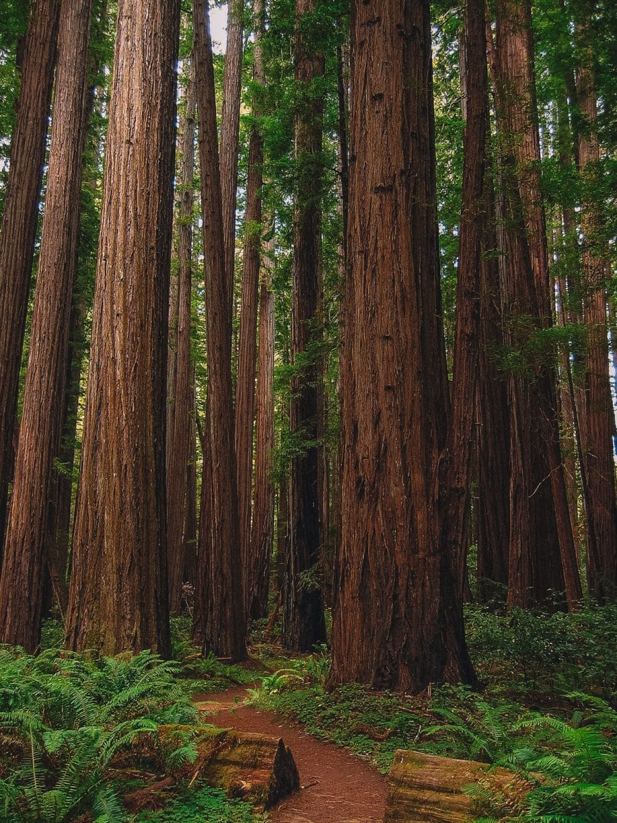 redwood parks california