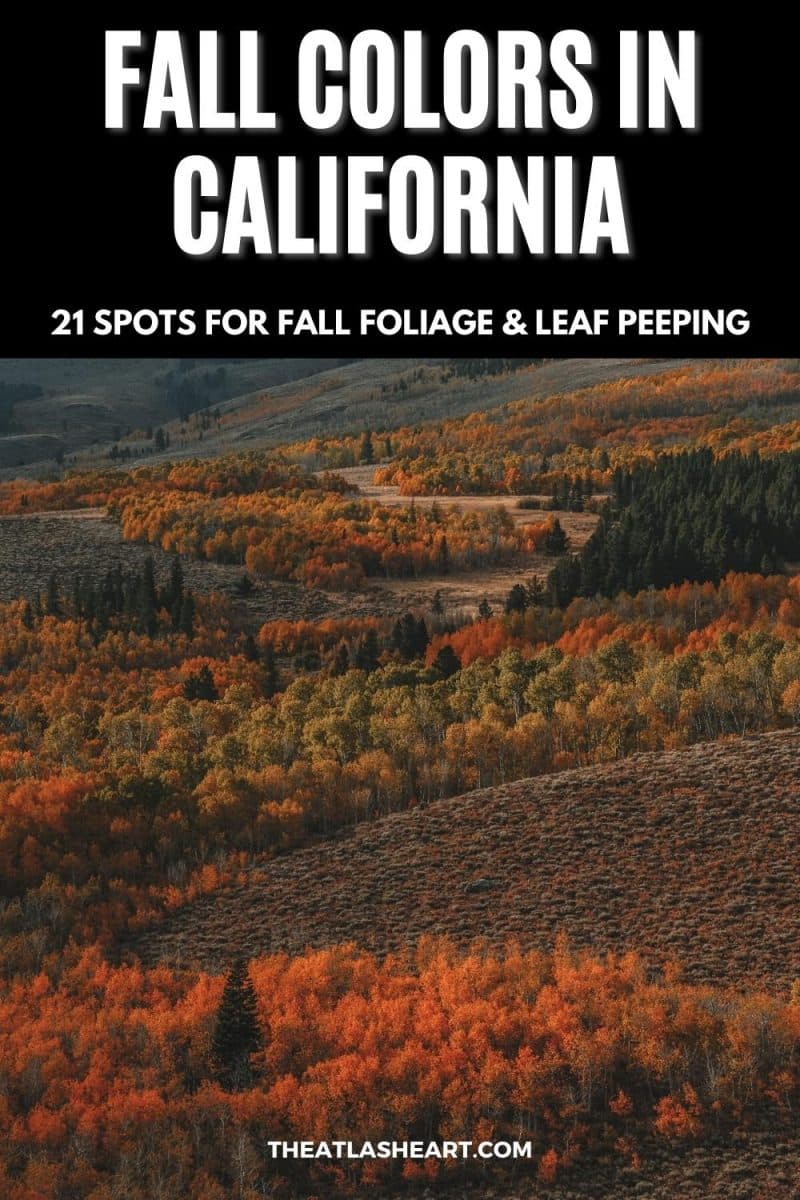 fall colors in california pin
