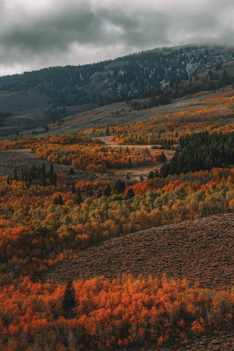California fall colors on a hillside in the mountains.