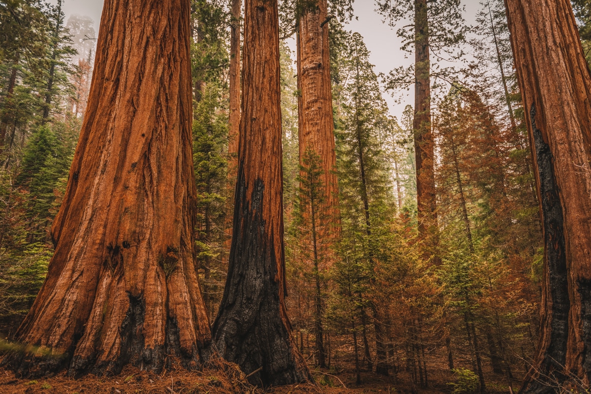 giant sequoia national monument